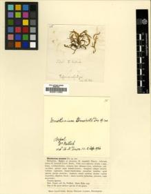 Type specimen at Edinburgh (E). Wallich, Nathaniel: . Barcode: E00011695.
