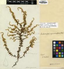 Type specimen at Edinburgh (E). Wallich, Nathaniel: . Barcode: E00011702.