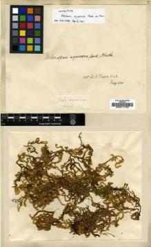 Type specimen at Edinburgh (E). Wallich, Nathaniel: . Barcode: E00011703.
