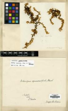 Type specimen at Edinburgh (E). Wallich, Nathaniel: . Barcode: E00011704.