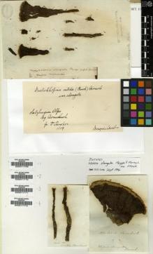Type specimen at Edinburgh (E). Hornschuch, Christian: . Barcode: E00011709.