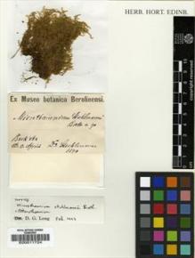 Type specimen at Edinburgh (E). Stuhlmann, Franz: . Barcode: E00011724.
