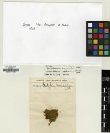 Type specimen at Edinburgh (E). Spruce, Richard: 1055. Barcode: E00011725.