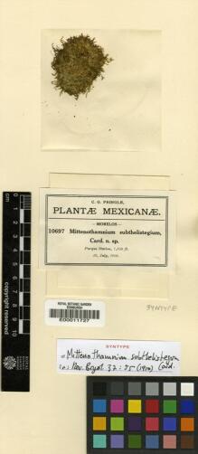 Type specimen at Edinburgh (E). Pringle, Cyrus: 10697. Barcode: E00011727.