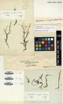 Type specimen at Edinburgh (E). Menzies, Archibald: 22. Barcode: E00011738.