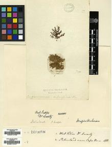 Type specimen at Edinburgh (E). Swartz, Olof: . Barcode: E00011740.