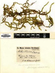 Type specimen at Edinburgh (E). Hildebrandt, Johann: . Barcode: E00011743.