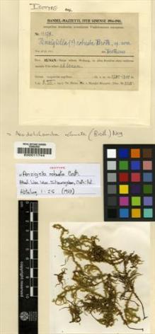 Type specimen at Edinburgh (E). Handel-Mazzetti, Heinrich: 11178. Barcode: E00011744.