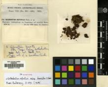 Type specimen at Edinburgh (E). Fleischer, Max: 362. Barcode: E00011749.