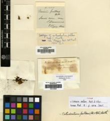 Type specimen at Edinburgh (E). Drummond, James: 3657. Barcode: E00011752.