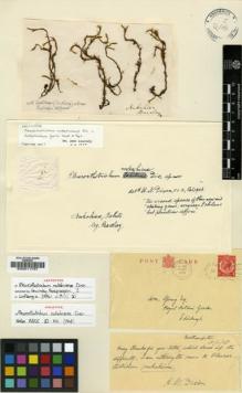 Type specimen at Edinburgh (E). Barclay, Colville: . Barcode: E00011757.