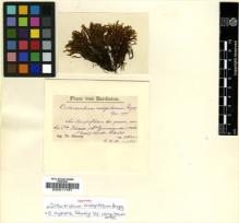 Type specimen at Edinburgh (E). Herzog, T.: . Barcode: E00011761.
