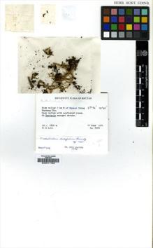Type specimen at Edinburgh (E). Long, David: 8300. Barcode: E00011762.