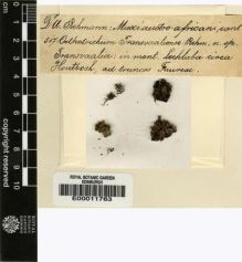 Type specimen at Edinburgh (E). Rehmann, Anton: 517. Barcode: E00011763.