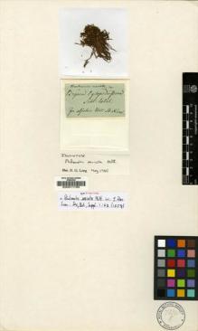 Type specimen at Edinburgh (E). Schleicher, Johann: . Barcode: E00011785.