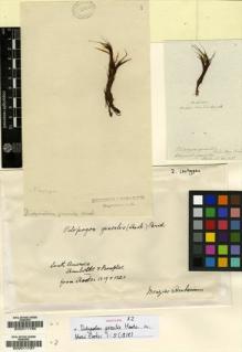 Type specimen at Edinburgh (E). Humboldt, Friedrich; Bonpland, Aime: . Barcode: E00011786.