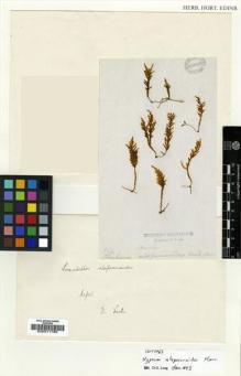 Type specimen at Edinburgh (E). Wallich, Nathaniel: . Barcode: E00011789.