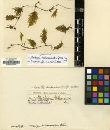 Type specimen at Edinburgh (E). Spruce, Richard: 1187. Barcode: E00011790.