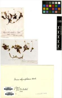 Type specimen at Edinburgh (E). Hooker, Joseph: . Barcode: E00011798.