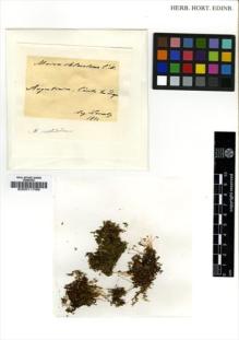 Type specimen at Edinburgh (E). Lorentz, Paul: . Barcode: E00011799.