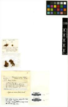 Type specimen at Edinburgh (E). Wallich, Nathaniel: H2531A. Barcode: E00011800.