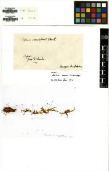 Type specimen at Edinburgh (E). Wallich, Nathaniel: H2531B. Barcode: E00011802.