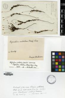 Type specimen at Edinburgh (E). Menzies, Archibald: . Barcode: E00011806.