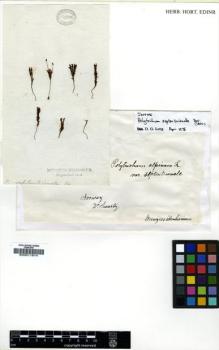 Type specimen at Edinburgh (E). Swartz, Olof: . Barcode: E00011814.