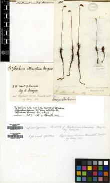 Type specimen at Edinburgh (E). Menzies, Archibald: . Barcode: E00011815.