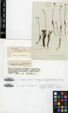 Type specimen at Edinburgh (E). Dickson, W.: . Barcode: E00011817.