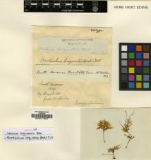 Type specimen at Edinburgh (E). Humboldt, Friedrich: . Barcode: E00011823.