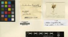 Type specimen at Edinburgh (E). Humboldt, Friedrich: . Barcode: E00011824.