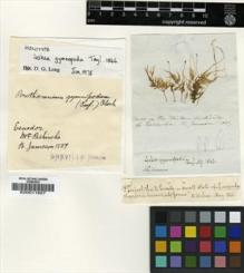 Type specimen at Edinburgh (E). Jameson, William: . Barcode: E00011827.