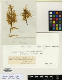 Type specimen at Edinburgh (E). Jameson, William: . Barcode: E00011828.