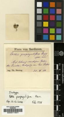 Type specimen at Edinburgh (E). Herzog, T.: . Barcode: E00011831.