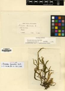 Type specimen at Edinburgh (E). Weir, J.: 126. Barcode: E00011839.