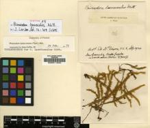 Type specimen at Edinburgh (E). Weir, J.: 126. Barcode: E00011840.