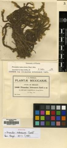 Type specimen at Edinburgh (E). Pringle, Cyrus: 10489. Barcode: E00011841.
