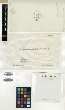 Type specimen at Edinburgh (E). Humboldt, Friedrich: . Barcode: E00011851.