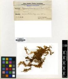 Type specimen at Edinburgh (E). Winkler, Hans: 3170. Barcode: E00011854.
