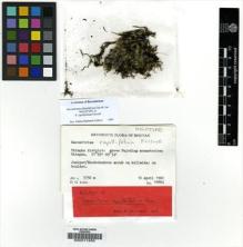 Type specimen at Edinburgh (E). Long, David: 10884. Barcode: E00011855.