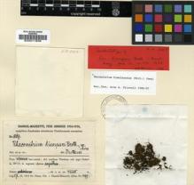 Type specimen at Edinburgh (E). Handel-Mazzetti, Heinrich: 8067. Barcode: E00011856.