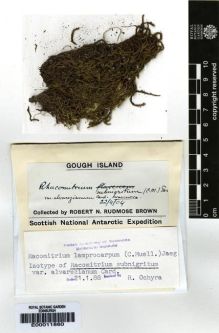 Type specimen at Edinburgh (E). Brown, Robert: . Barcode: E00011860.