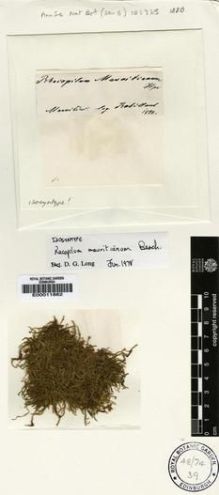 Type specimen at Edinburgh (E). De Robillard, Victor: . Barcode: E00011862.