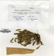 Type specimen at Edinburgh (E). Pócs, Tamás: 6372. Barcode: E00011864.