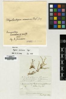 Type specimen at Edinburgh (E). Jameson, William: . Barcode: E00011867.
