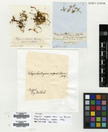 Type specimen at Edinburgh (E). Wallich, Nathaniel: . Barcode: E00011868.
