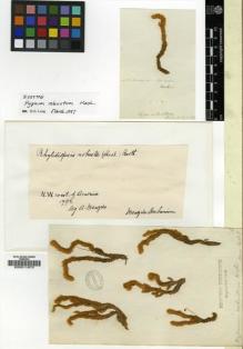 Type specimen at Edinburgh (E). Menzies, Archibald: . Barcode: E00011870.