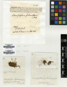 Type specimen at Edinburgh (E). Wallich, Nathaniel: . Barcode: E00011872.