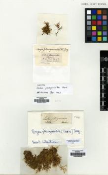 Type specimen at Edinburgh (E). Wallich, Nathaniel: . Barcode: E00011874.